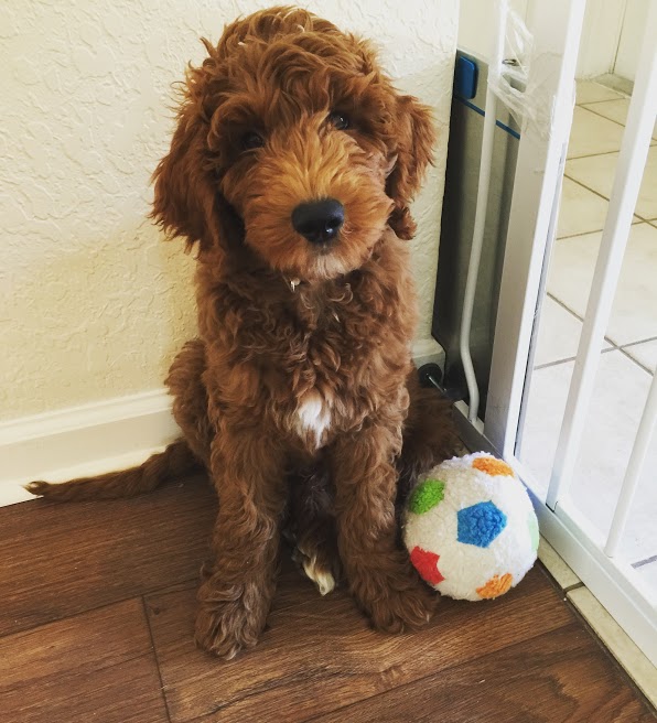 How a Puppy and a Tomato Plant Convinced Me to Keep Trying and Not Give Up